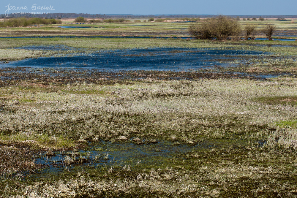 033_Biebrza - kwiecien 2010.jpg
